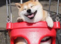 shib-token