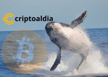 «Desaparecen las ‘Ballenas’ de Bitcoin: ¿Cómo Afectará su Declive al Mercado de Criptomonedas?»