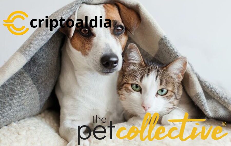 «Theta Labs Revoluciona el Mundo de los Videos de Mascotas: ¡Convierte a los Espectadores en Apasionados Devotos con la Ayuda de Pet Collective!»