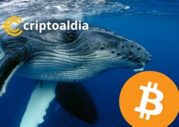 Movimientos Estratégicos: Las Grandes Direcciones de Bitcoin Aumentan Tenencias en Medio de Bajas del Mercado.