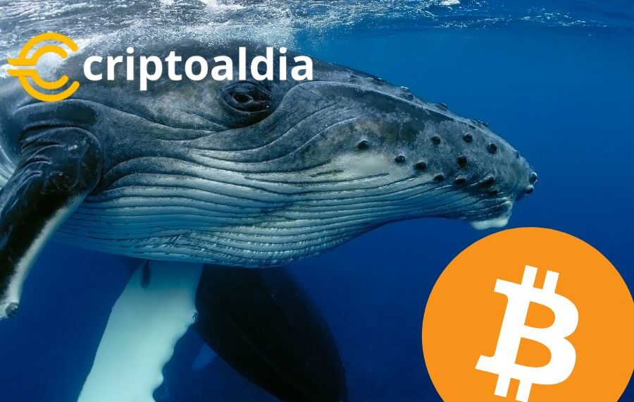 Movimientos Estratégicos: Las Grandes Direcciones de Bitcoin Aumentan Tenencias en Medio de Bajas del Mercado.