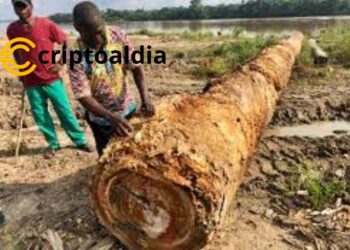 La Sombra de la Ilegalidad: Madera Centroafricana Contaminando Estanterías Estadounidenses